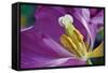 Purple Tulip II-Lee Peterson-Framed Stretched Canvas