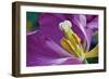 Purple Tulip II-Lee Peterson-Framed Photographic Print