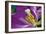 Purple Tulip II-Lee Peterson-Framed Photographic Print