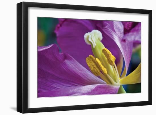 Purple Tulip II-Lee Peterson-Framed Photographic Print