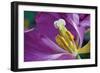 Purple Tulip II-Lee Peterson-Framed Photographic Print