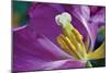 Purple Tulip II-Lee Peterson-Mounted Photographic Print