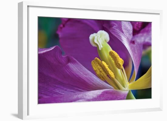 Purple Tulip II-Lee Peterson-Framed Photographic Print