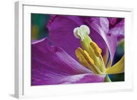 Purple Tulip II-Lee Peterson-Framed Photographic Print