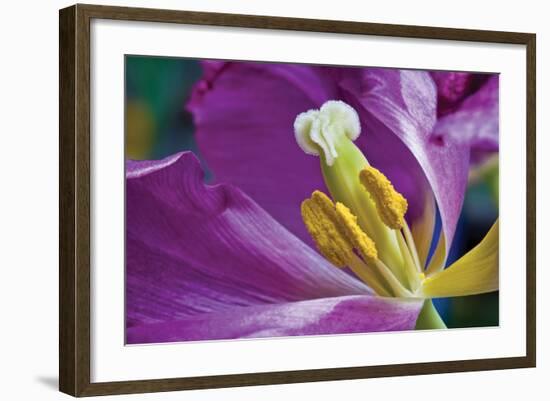 Purple Tulip II-Lee Peterson-Framed Photographic Print