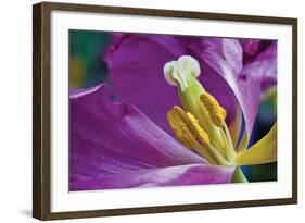 Purple Tulip II-Lee Peterson-Framed Photographic Print