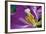 Purple Tulip II-Lee Peterson-Framed Photographic Print