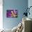 Purple Tulip II-Lee Peterson-Mounted Photographic Print displayed on a wall