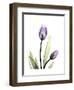 Purple Tulip Portrait 1-Albert Koetsier-Framed Premium Giclee Print