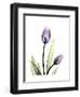 Purple Tulip Portrait 1-Albert Koetsier-Framed Premium Giclee Print