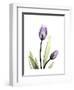 Purple Tulip Portrait 1-Albert Koetsier-Framed Premium Giclee Print