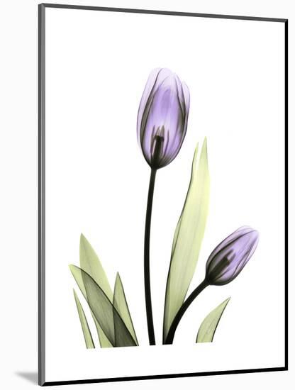 Purple Tulip Portrait 1-Albert Koetsier-Mounted Premium Giclee Print