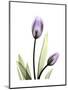 Purple Tulip Portrait 1-Albert Koetsier-Mounted Premium Giclee Print