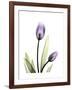 Purple Tulip Portrait 1-Albert Koetsier-Framed Premium Giclee Print