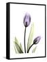 Purple Tulip Portrait 1-Albert Koetsier-Framed Stretched Canvas