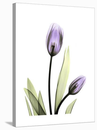 Purple Tulip Portrait 1-Albert Koetsier-Stretched Canvas