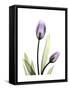 Purple Tulip Portrait 1-Albert Koetsier-Framed Stretched Canvas