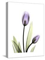 Purple Tulip Portrait 1-Albert Koetsier-Stretched Canvas