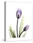 Purple Tulip Portrait 1-Albert Koetsier-Stretched Canvas
