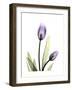 Purple Tulip Portrait 1-Albert Koetsier-Framed Premium Giclee Print