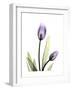 Purple Tulip Portrait 1-Albert Koetsier-Framed Premium Giclee Print