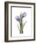 Purple Tulip Portrait 2-Albert Koetsier-Framed Premium Giclee Print