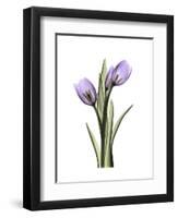 Purple Tulip Portrait 2-Albert Koetsier-Framed Premium Giclee Print