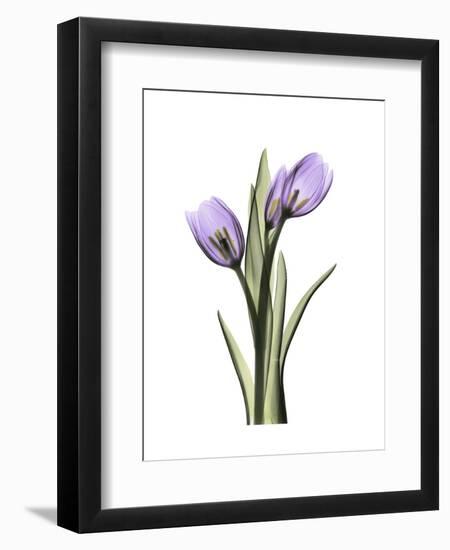 Purple Tulip Portrait 2-Albert Koetsier-Framed Premium Giclee Print