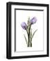 Purple Tulip Portrait 2-Albert Koetsier-Framed Premium Giclee Print