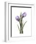 Purple Tulip Portrait 2-Albert Koetsier-Framed Premium Giclee Print