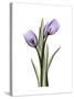 Purple Tulip Portrait 2-Albert Koetsier-Stretched Canvas