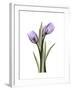 Purple Tulip Portrait 2-Albert Koetsier-Framed Premium Giclee Print