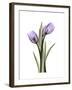 Purple Tulip Portrait 2-Albert Koetsier-Framed Premium Giclee Print