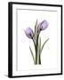 Purple Tulip Portrait 2-Albert Koetsier-Framed Premium Giclee Print