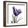 Purple Tulip Portrait-Albert Koetsier-Framed Art Print