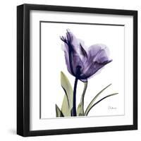 Purple Tulip Portrait-Albert Koetsier-Framed Art Print