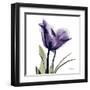 Purple Tulip Portrait-Albert Koetsier-Framed Art Print