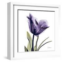 Purple Tulip Portrait-Albert Koetsier-Framed Art Print