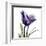 Purple Tulip Portrait-Albert Koetsier-Framed Art Print