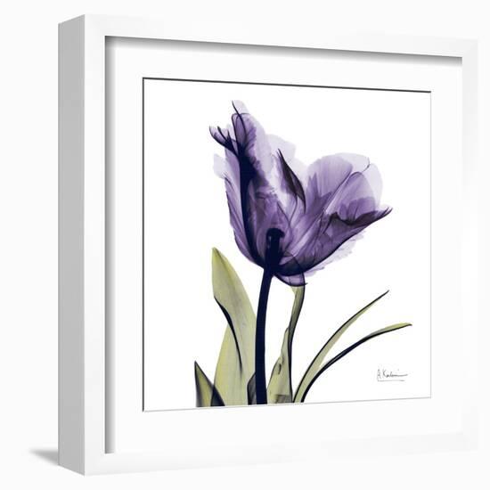 Purple Tulip Portrait-Albert Koetsier-Framed Art Print