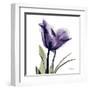 Purple Tulip Portrait-Albert Koetsier-Framed Art Print