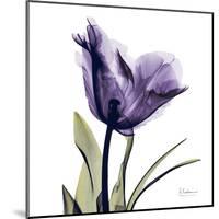 Purple Tulip Portrait-Albert Koetsier-Mounted Art Print
