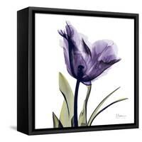 Purple Tulip Portrait-Albert Koetsier-Framed Stretched Canvas