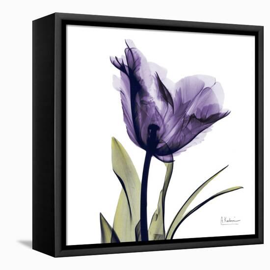 Purple Tulip Portrait-Albert Koetsier-Framed Stretched Canvas