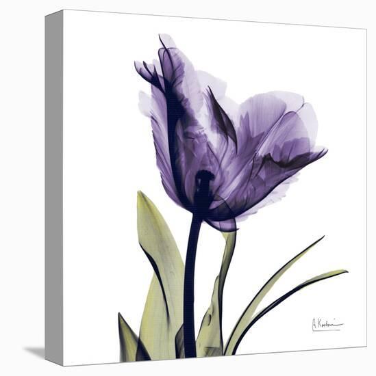 Purple Tulip Portrait-Albert Koetsier-Stretched Canvas