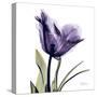 Purple Tulip Portrait-Albert Koetsier-Stretched Canvas