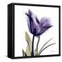 Purple Tulip Portrait-Albert Koetsier-Framed Stretched Canvas