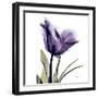 Purple Tulip Portrait-Albert Koetsier-Framed Art Print