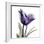 Purple Tulip Portrait-Albert Koetsier-Framed Art Print