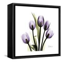 Purple Tulip Square-Albert Koetsier-Framed Stretched Canvas